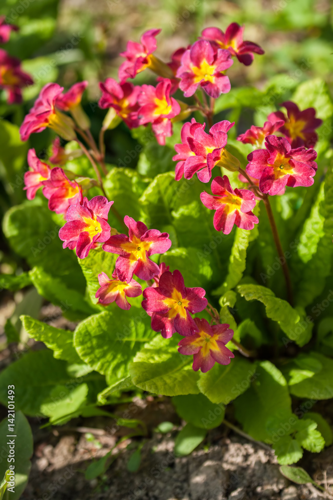 Primula flowers Primula flowers