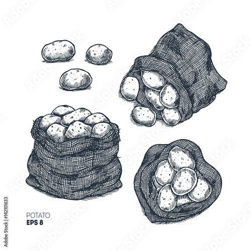 Potato engraved farm illustration. Bag of potatoes. Vector illustration