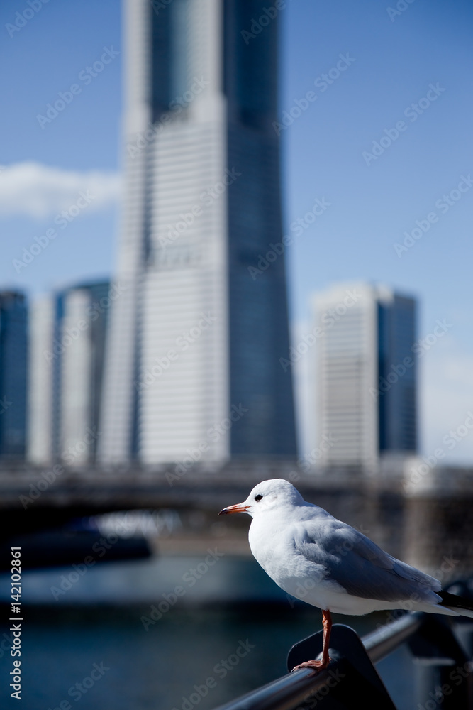 Naklejka premium 高層ビルとカモメ
