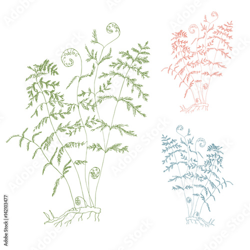   Hand drawn fern leaves. Vector botanical illustration. Isolated thin lines silhouette of wild fern plant in pink, blue and green on white background.   © dinadankersdesign