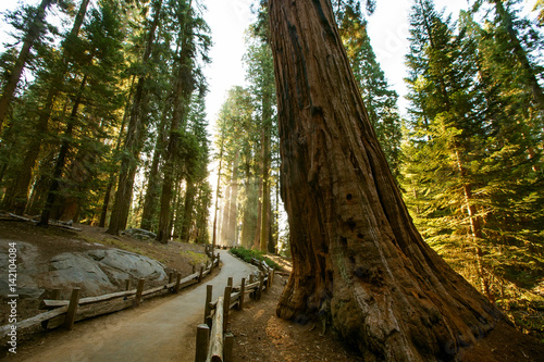Sunset in Sequoia national park in California, USA