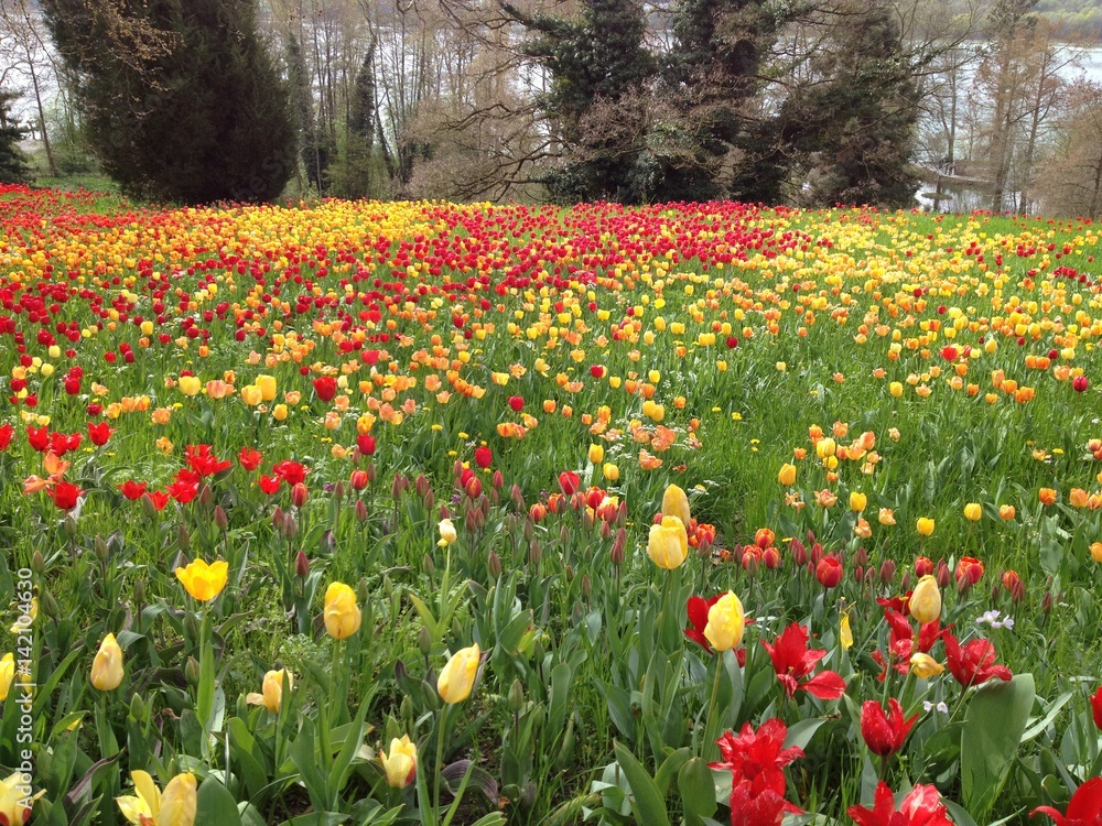 Sea of colorful tulips