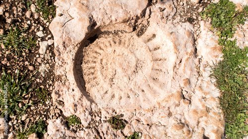 ammonite en la ruta de los ammonites en El Torcal de Antequera