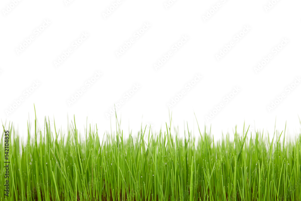 Green grass field isolated on white background Green grass field isolated on white background