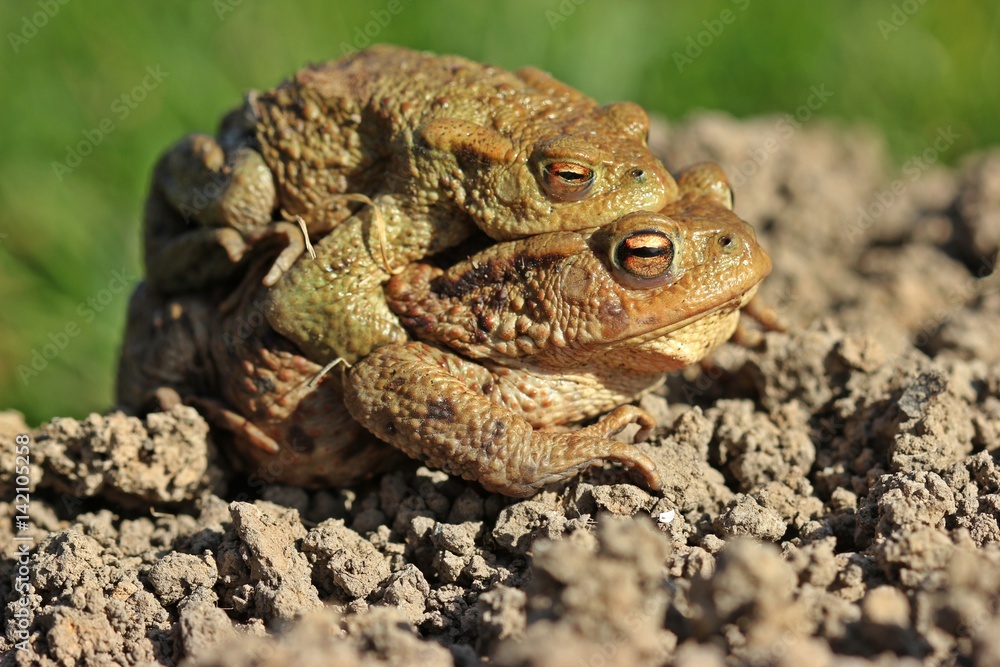 Erdkrötenpaar (Bufo bufo) auf Wanderschaft
Erdkrötenpaar (Bufo bufo) auf Wanderschaft