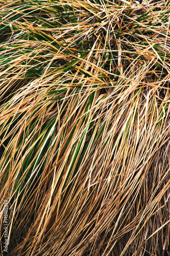 veil of dry grass