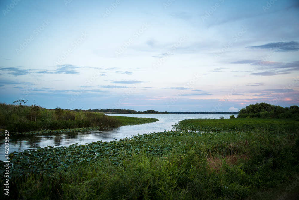 Swamp Landscape Florida 