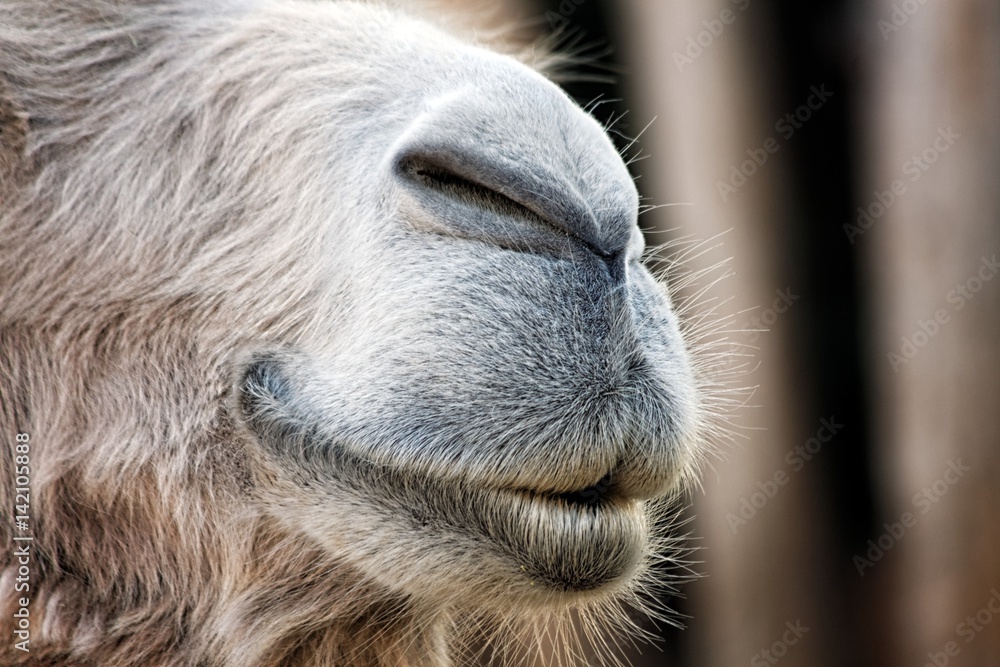 Camel face closeup Camel face closeup