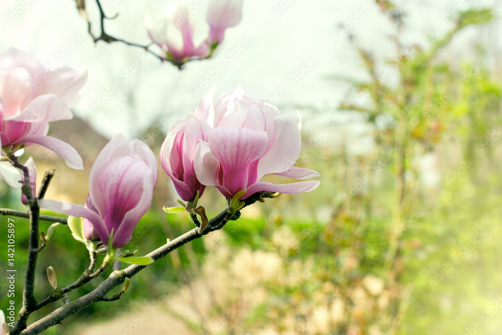 Beautiful blossomed magnolia branch in spring - flowering magnolia flower