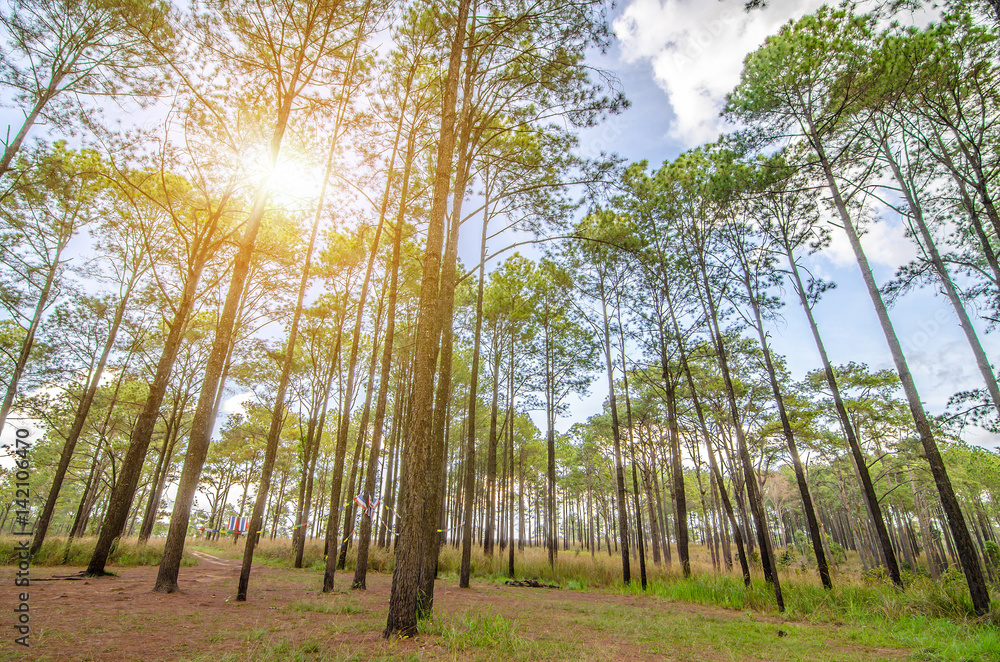 Naklejka premium forest trees. nature green wood sunlight backgrounds