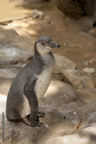 Penguin zoo animals