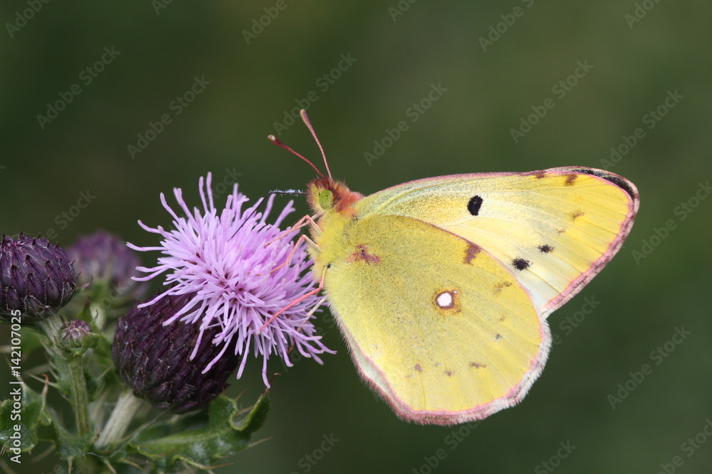 Gelber Heufalter an Distel Gelber Heufalter an Distel