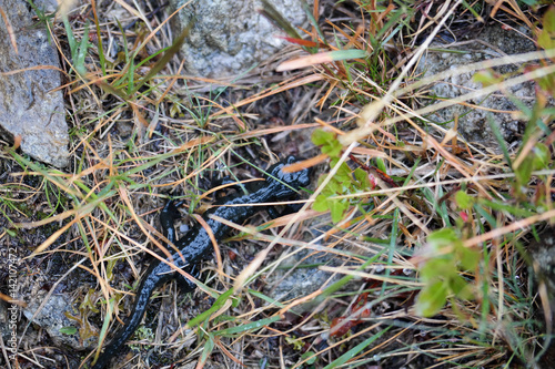 black salamander