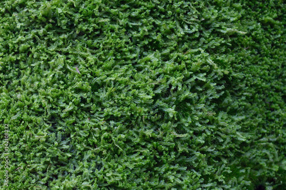 texture green ornament plants climbing and hang on a wall background
