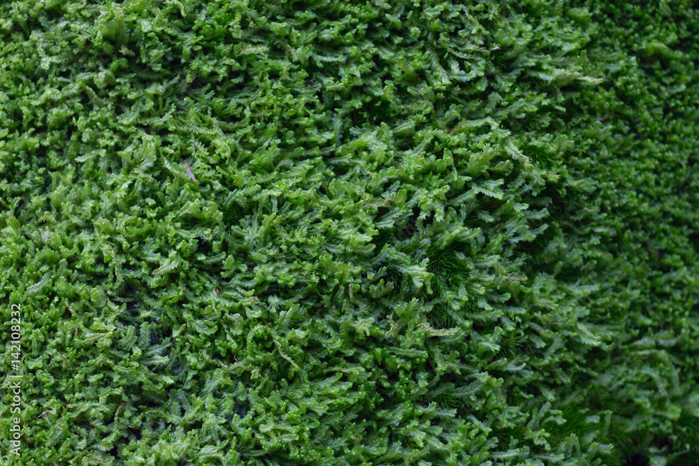 texture green ornament plants climbing and hang on a wall background texture green ornament plants climbing and hang on a wall background