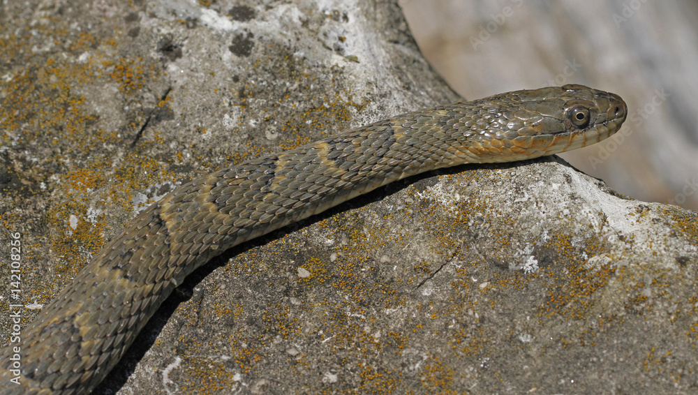 Naklejka premium Lake Erie Watersnake (Nerodia sipedon insularum) basking on th rock by the Lake Erie at Lighthouse Point Provincial Nature Reserve in Pelee Island, Ontario, Canada.