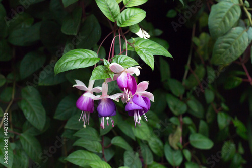 purple flower hang on wall with green leaf