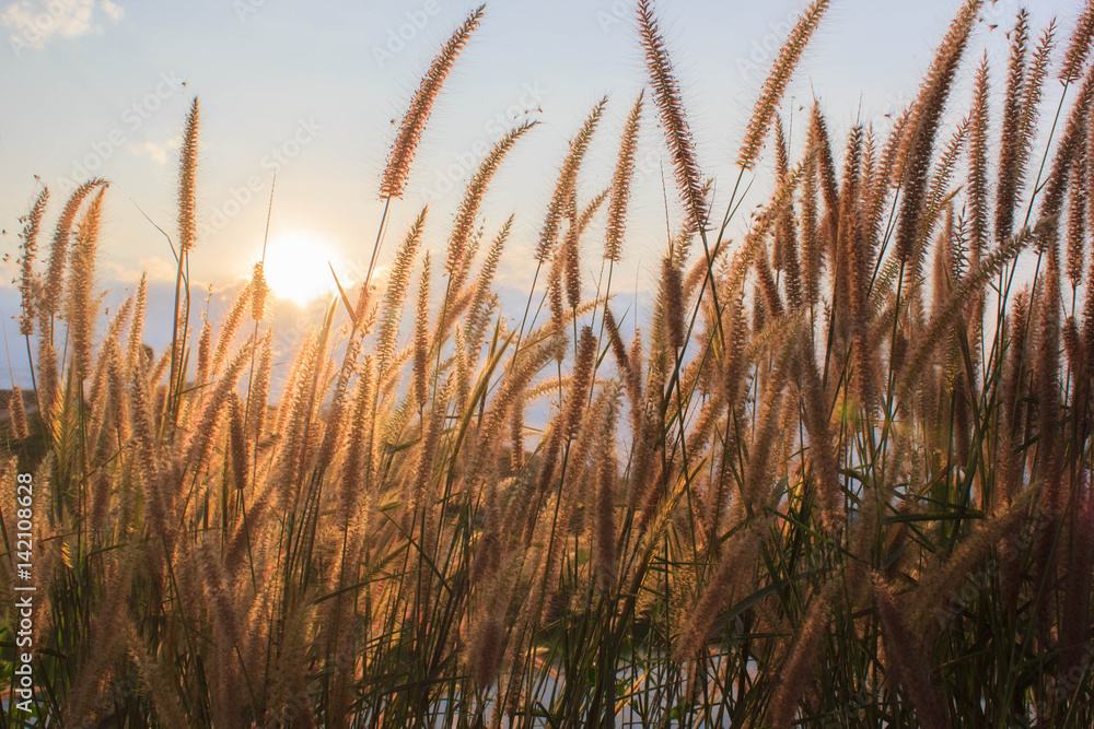 Feather Pennisetum or mission grass at sunset or sunrise, Grass flower