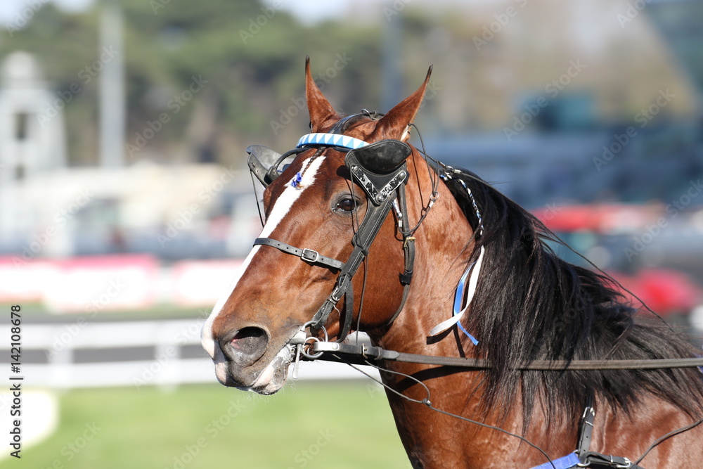 Obraz premium trotteur