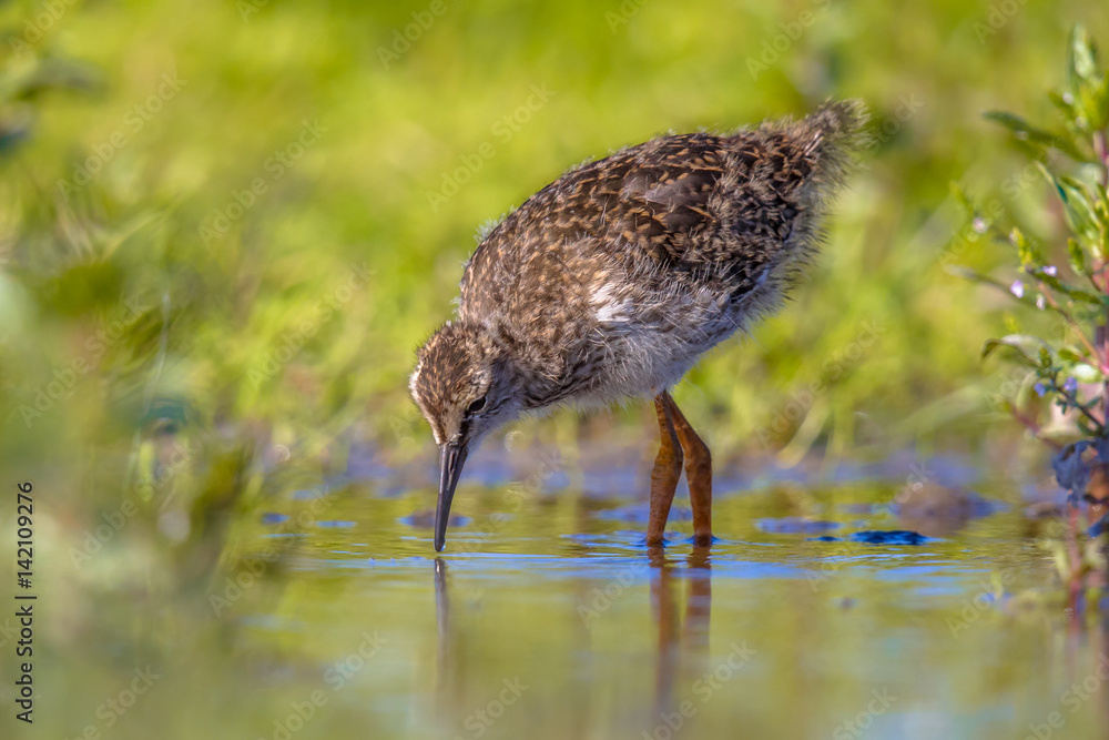 Black-tailed Godwit wader bird chick hunting Black-tailed Godwit wader bird chick hunting
