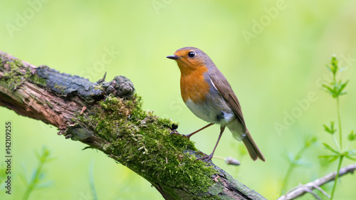 European Robin posing on a moss covered aged tree branch 