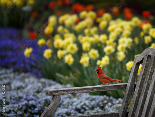 Cardinal near flower garden photo