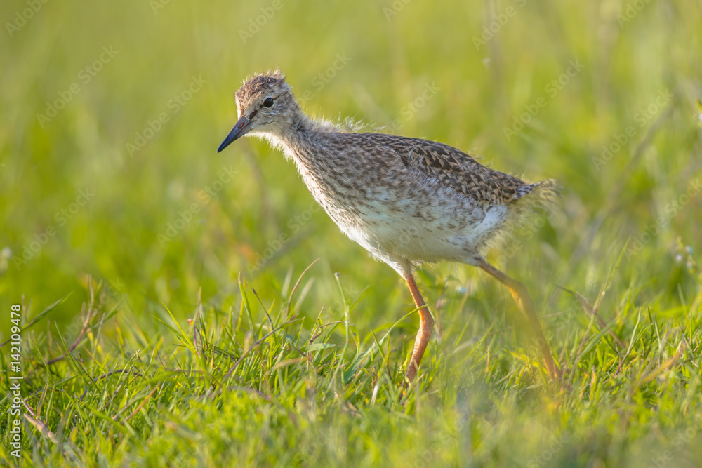 Black-tailed Godwit (Limosa limosa) chick acting like dinosaur Black-tailed Godwit (Limosa limosa) chick acting like dinosaur