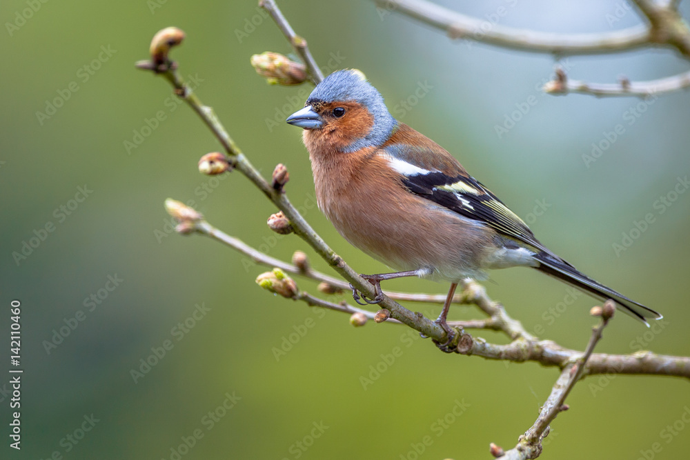 Fototapeta premium Chaffinch perched on a branch