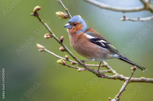 Chaffinch perched on a branch