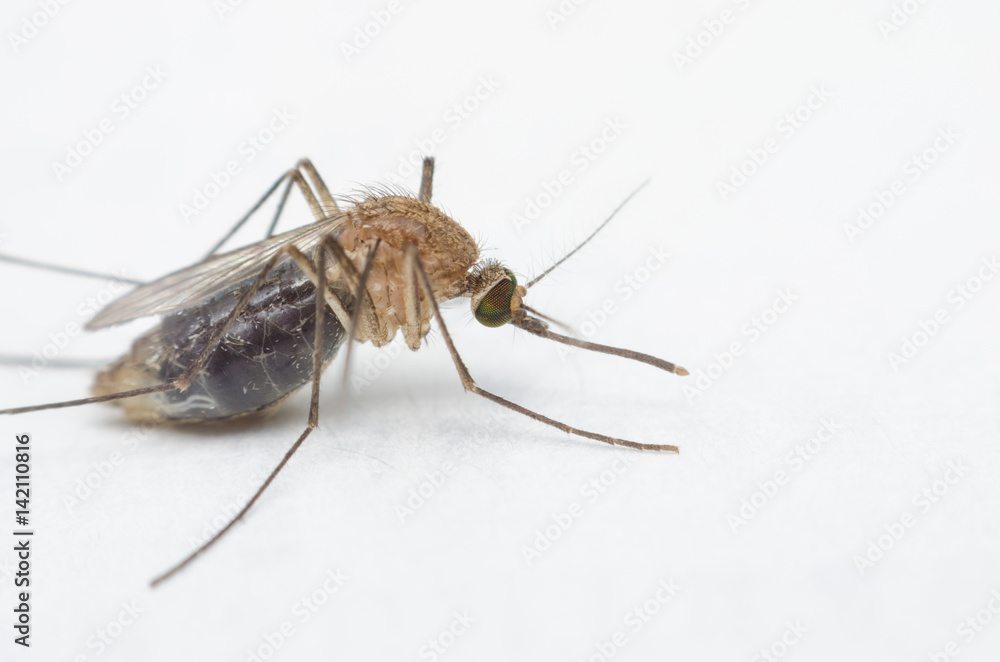 macro close up mosquito on white paper. macro close up mosquito on white paper.