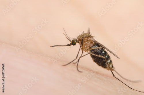 macro close up mosquito on human skin.