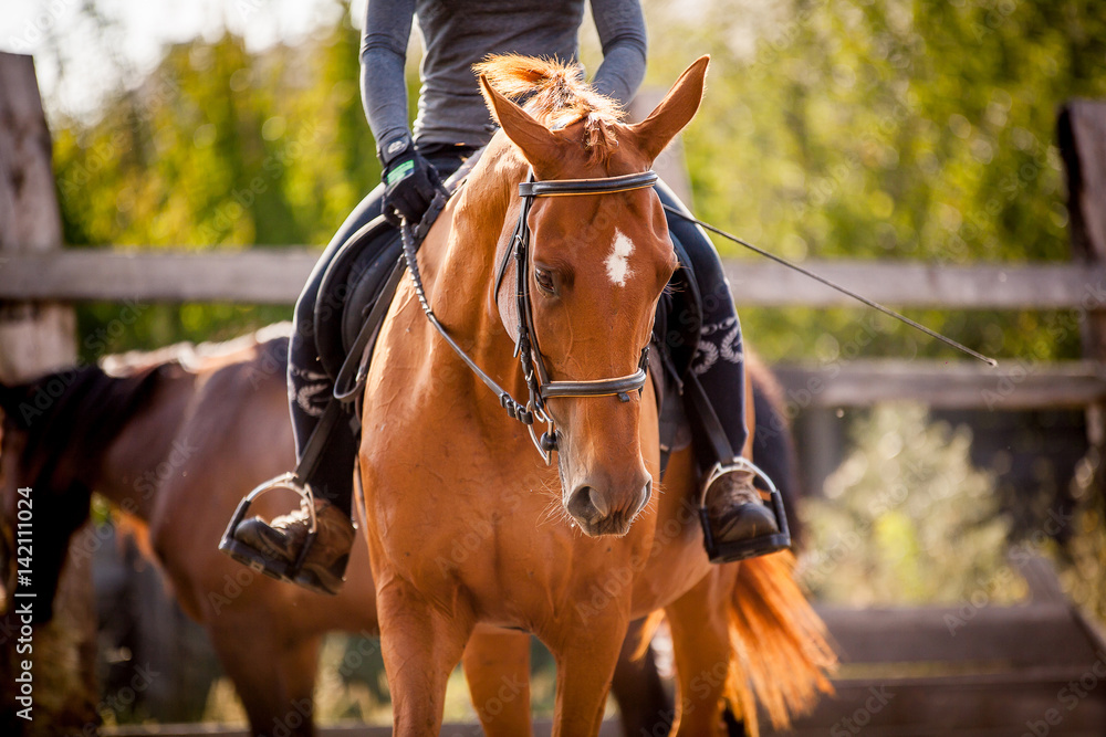 The rider sits on a red horse The rider sits on a red horse