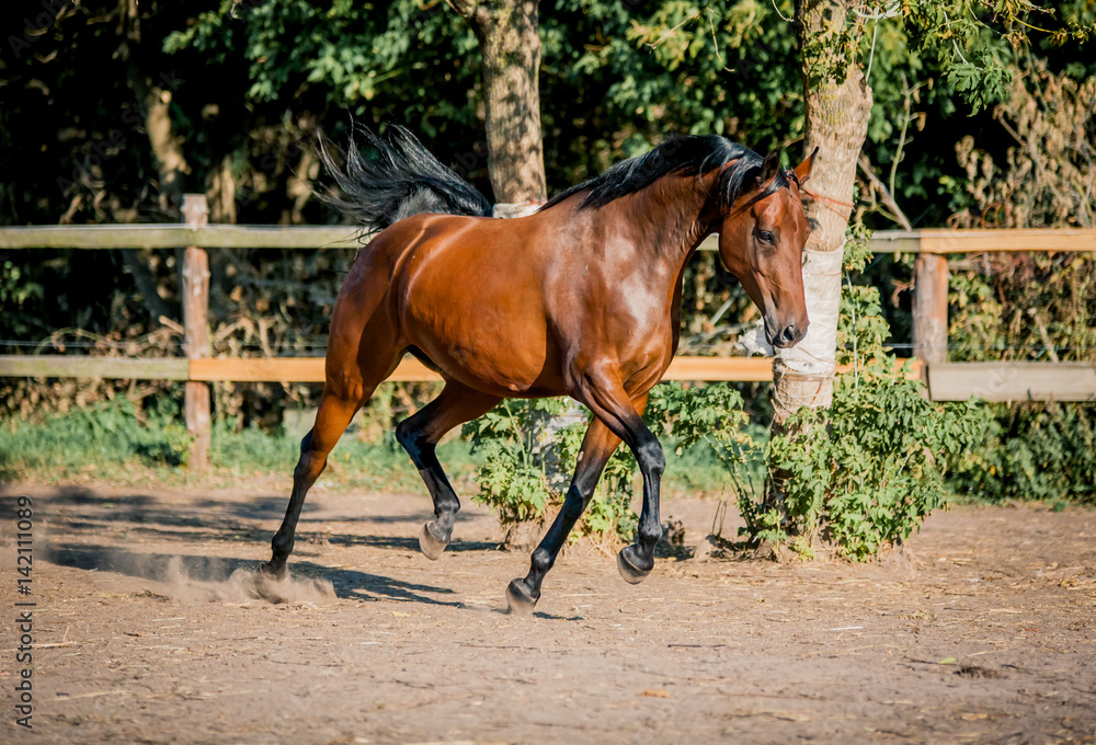 Fototapeta premium The horse is riding beautifully on the loose