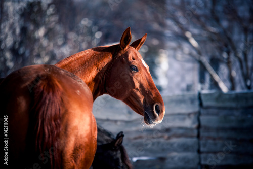 A red horse posing for a portrait