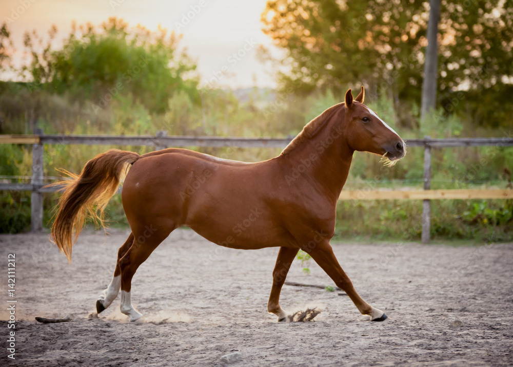 Red horse beautifully running on the loose Red horse beautifully running on the loose