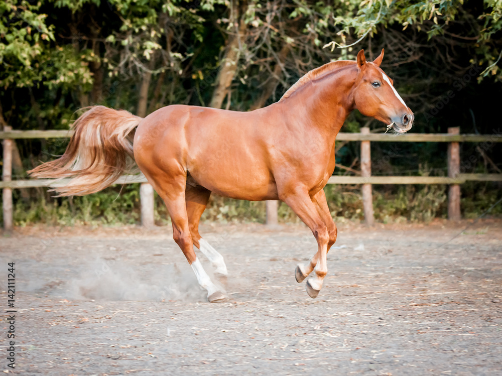 Fototapeta premium Red horse beautifully running on the loose