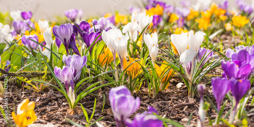 Fototapeta Naklejka Na Ścianę i Meble -  Krokusse