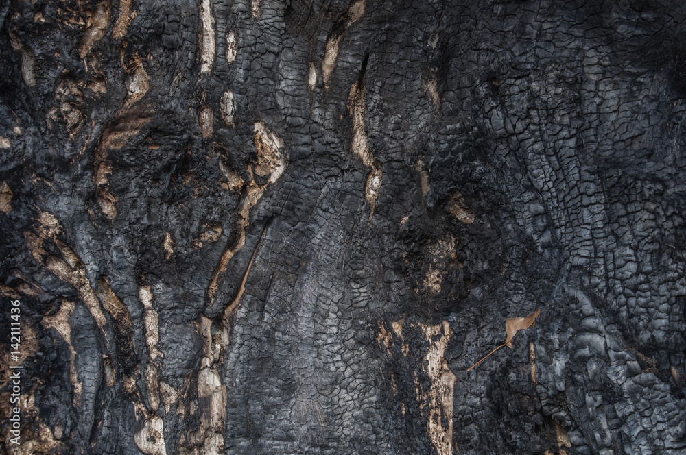 Fragment of the burnt poplar trunk Fragment of the burnt poplar trunk