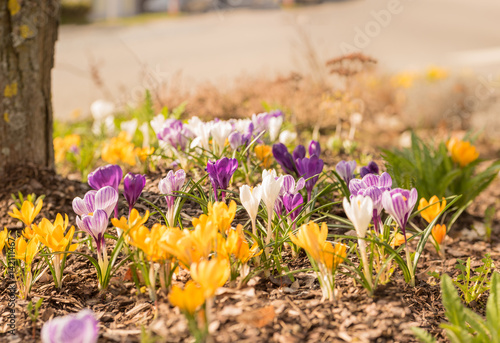 Fototapeta Naklejka Na Ścianę i Meble -  Blumenwiese voller Krokusse