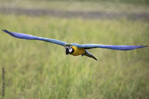 blue and gold macaw flying in rice field