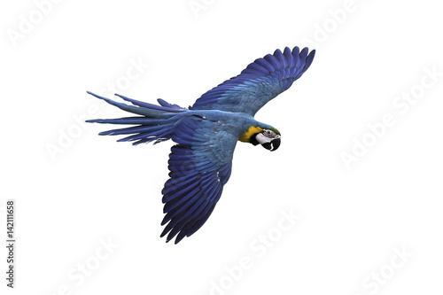 blue and gold macaw flying on isolated background, clipping path