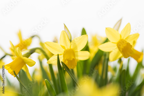 Fototapeta Naklejka Na Ścianę i Meble -  Osterglocken vor weißem Hintergrund