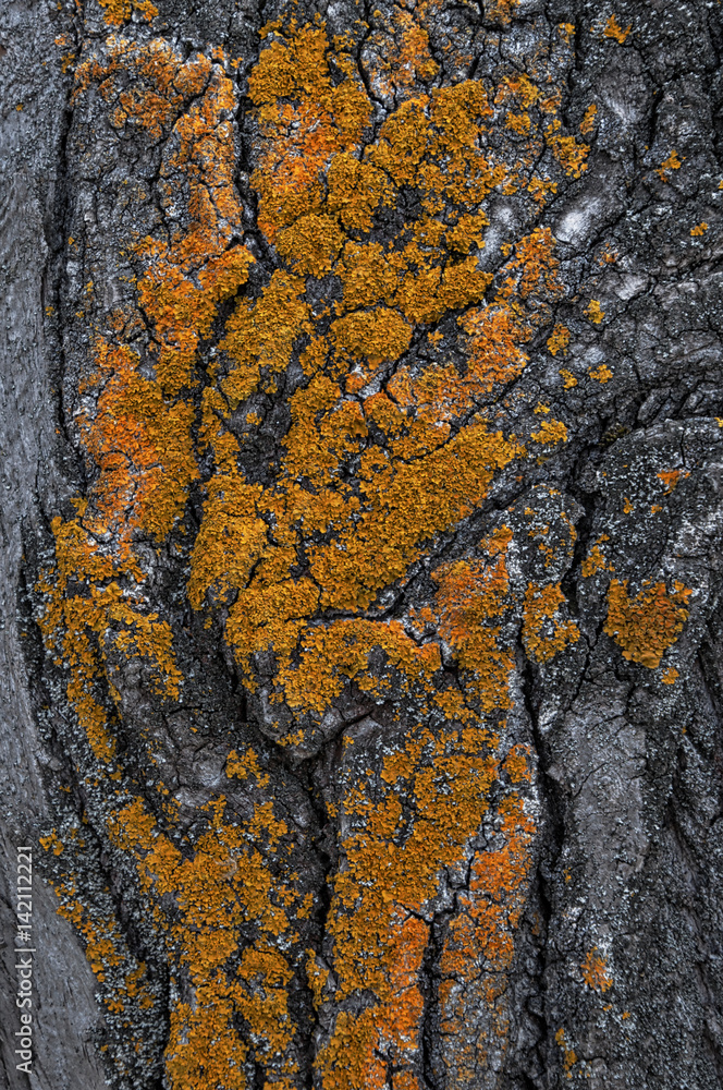 Fragment of tree bark poplar with orange moss Fragment of tree bark poplar with orange moss