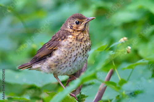 Very young Song Thrush posing and looks through green foliage 
