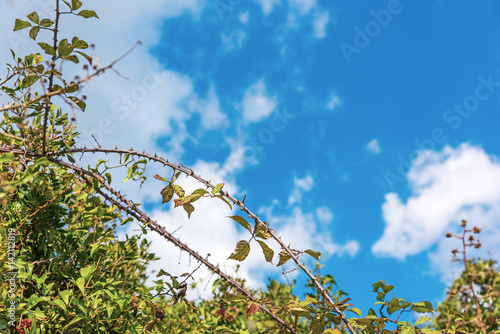 Quadro su tela Bramble under a blue sky