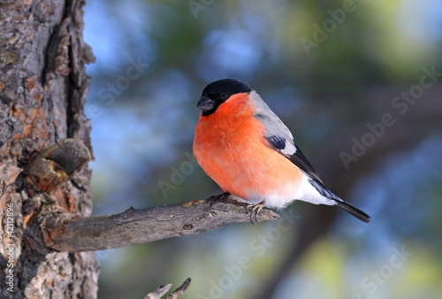 Cuadro en lienzo Male bullfinch in the bright plumage