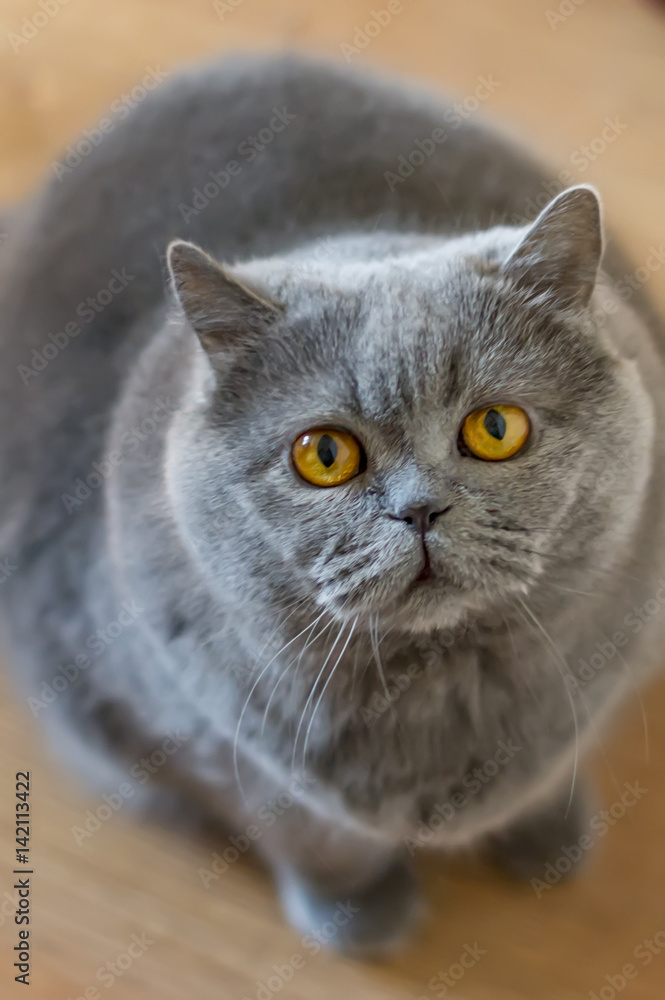 The British Shorthair cat with blue gray fur