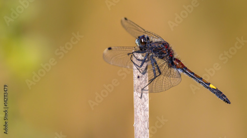 Large white-faced darter perched on stick