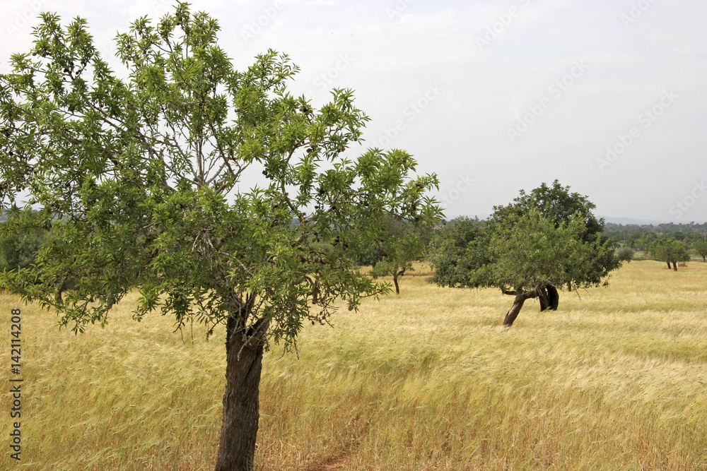 Φωτογραφία Landscape near Atza, Mallorca, Balearic Islands, Spain, Europe