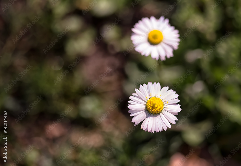 Obraz premium Daisy